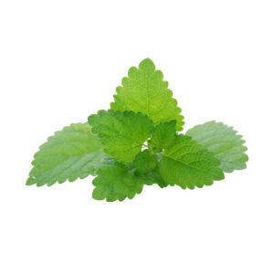 Lemon Balm