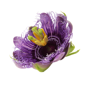 Passion Flower